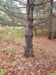 Cronartium ribicola