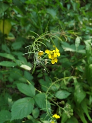 Erysimum aureum