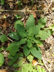 Cicerbita prenanthoides