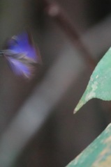 Arhopala major major