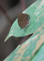 Arhopala major major