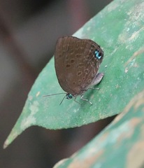 Arhopala major major