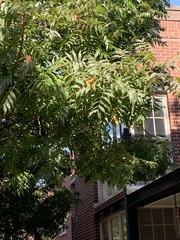 Pistacia chinensis