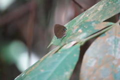 Arhopala major major