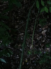 Acanthocereus fosterianus