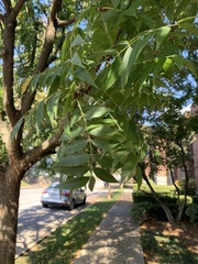 Pistacia chinensis