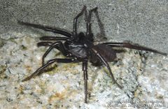 Latouchia typica