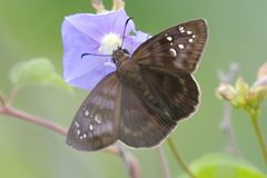Ephyriades brunnea