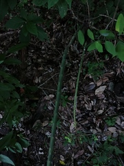Acanthocereus fosterianus