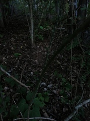 Acanthocereus fosterianus