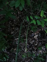 Acanthocereus fosterianus