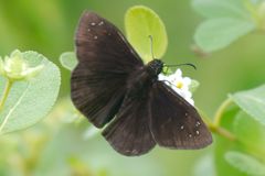 Ephyriades brunnea