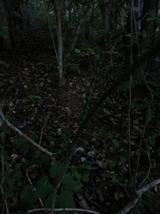 Acanthocereus fosterianus