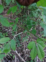Acanthocereus fosterianus