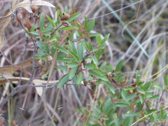 Ceanothus herbaceus