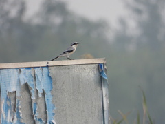 Lanius sphenocercus