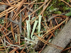 Cladonia deformis