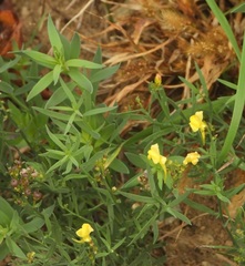 Linaria angustissima