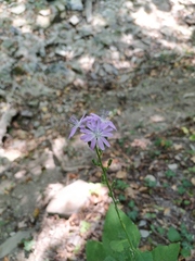 Cicerbita prenanthoides