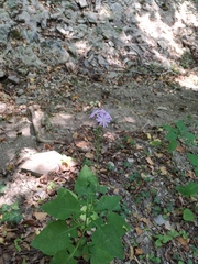 Cicerbita prenanthoides