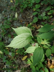 Philadelphus caucasicus