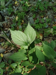 Philadelphus caucasicus