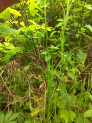 Arabis sagittata borealis