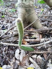 Acanthocereus hesperius