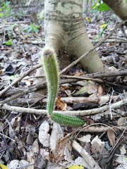 Acanthocereus hesperius
