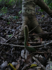 Acanthocereus hesperius