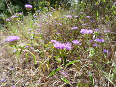 Monardella breweri lanceolata