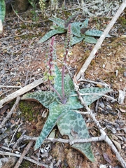 Ledebouria ensifolia