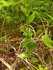 Arabis sagittata borealis