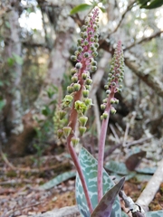 Ledebouria ensifolia