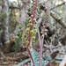 Ledebouria ensifolia - Photo (c) Christiaan Viljoen, algunos derechos reservados (CC BY), subido por Christiaan Viljoen