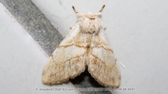 Phalerodonta bombycina