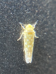 Eupteryx decemnotata