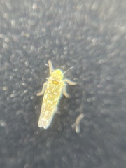 Eupteryx decemnotata