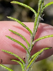 Athrixia heterophylla