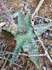 Ledebouria ensifolia