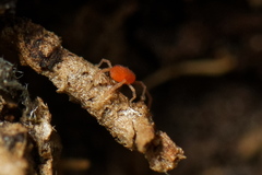 Erythraeoidea