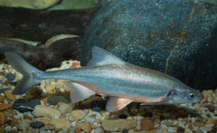 Bonytail photo 5