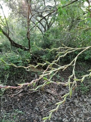 Tillandsia huamelulaensis