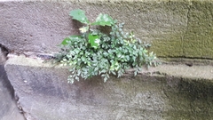 Asplenium ruta-muraria