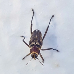 Hoplocopturus javeti