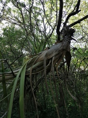Tillandsia huamelulaensis