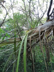Tillandsia huamelulaensis