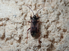Eremocoris fenestratus