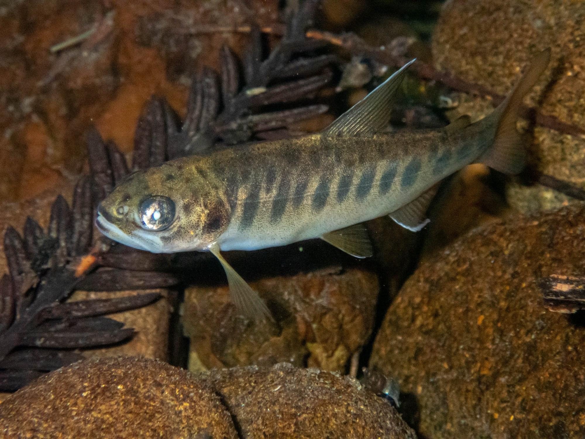 Coho Salmon (Oncorhynchus kisutch) · iNaturalist