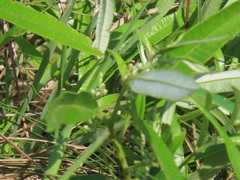 Ozoroa